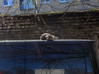 Nevsky district, Narodnaya st, house 32. Apartment house